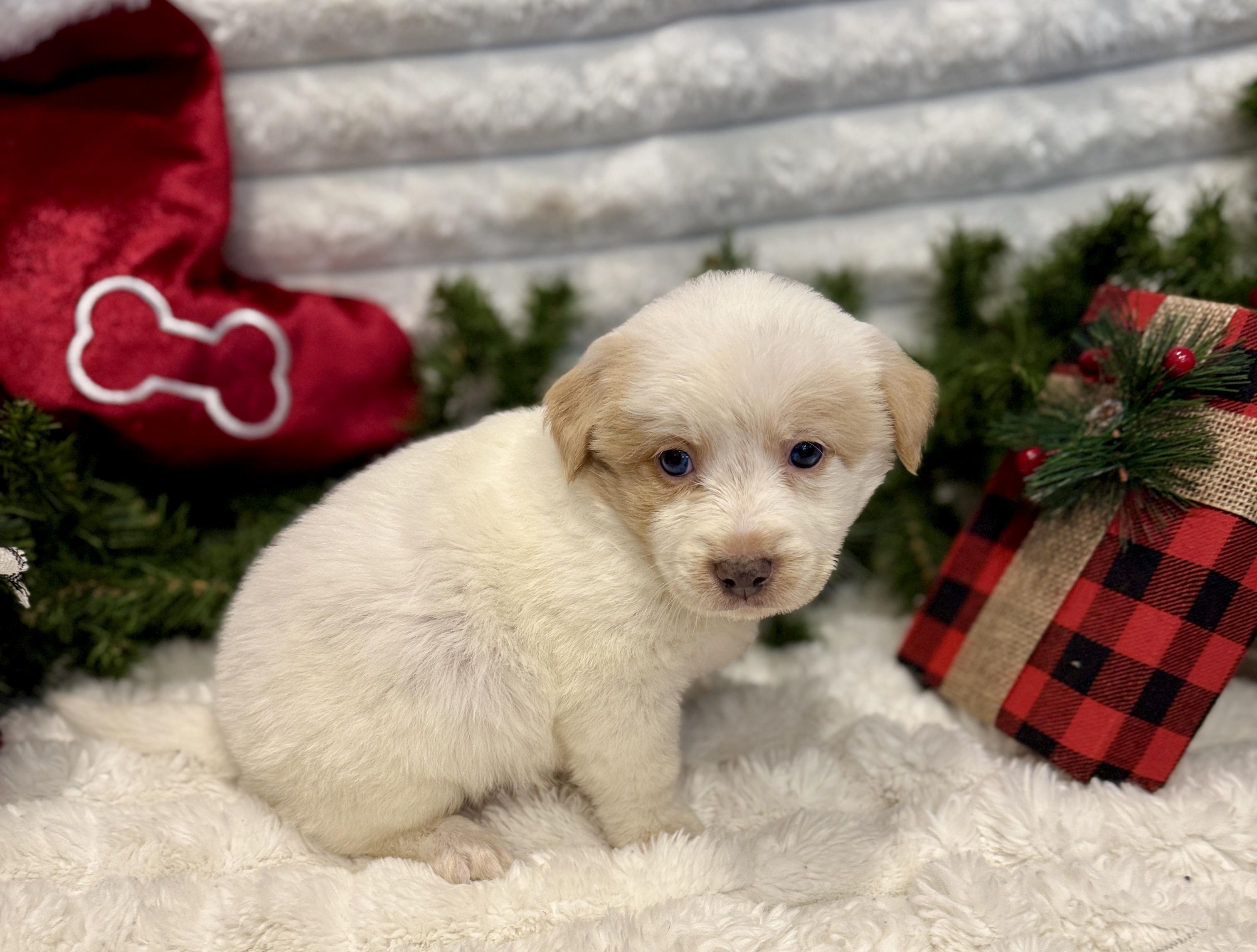 Snowball thumbnail 2