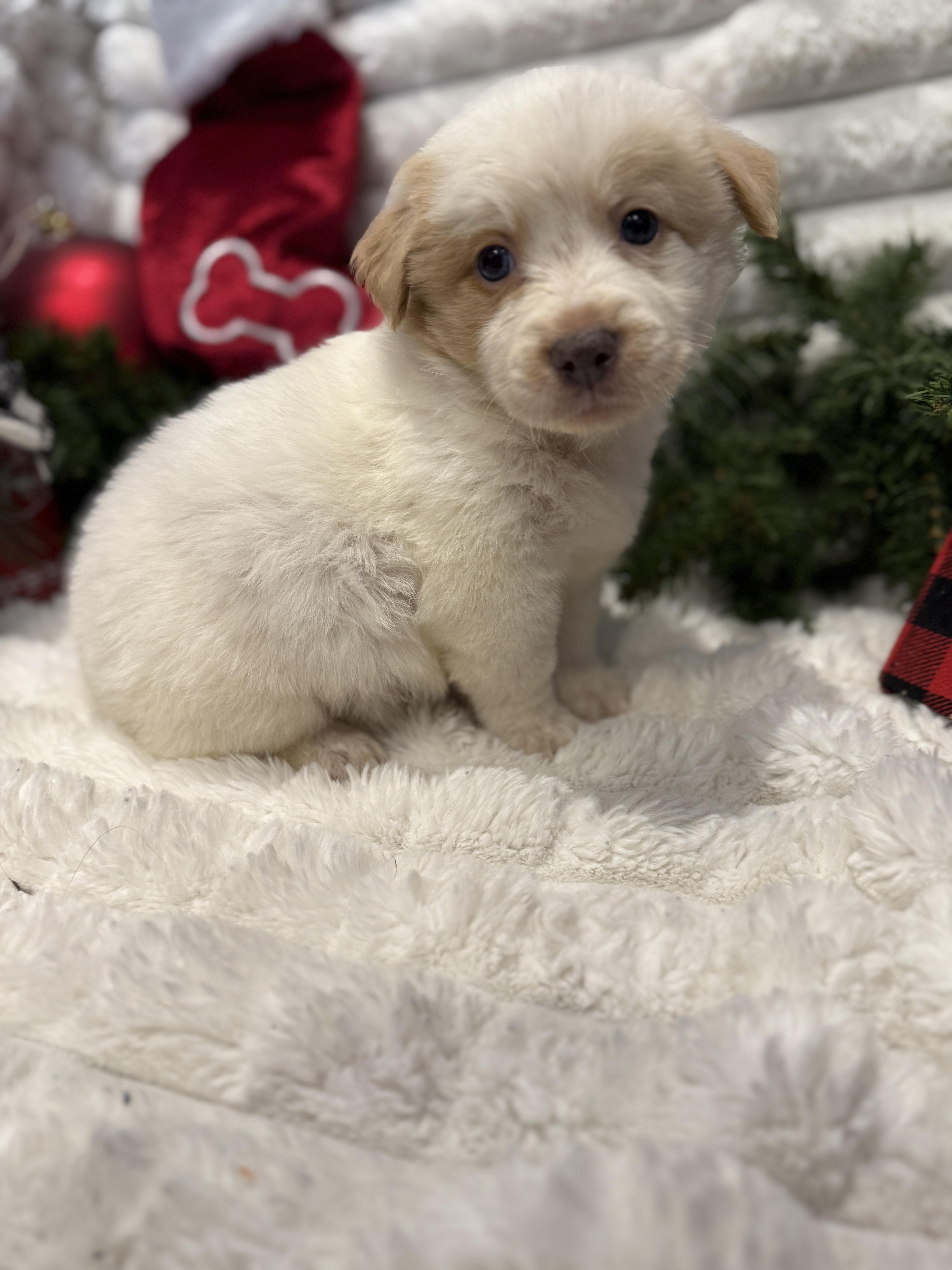 Snowball thumbnail 6