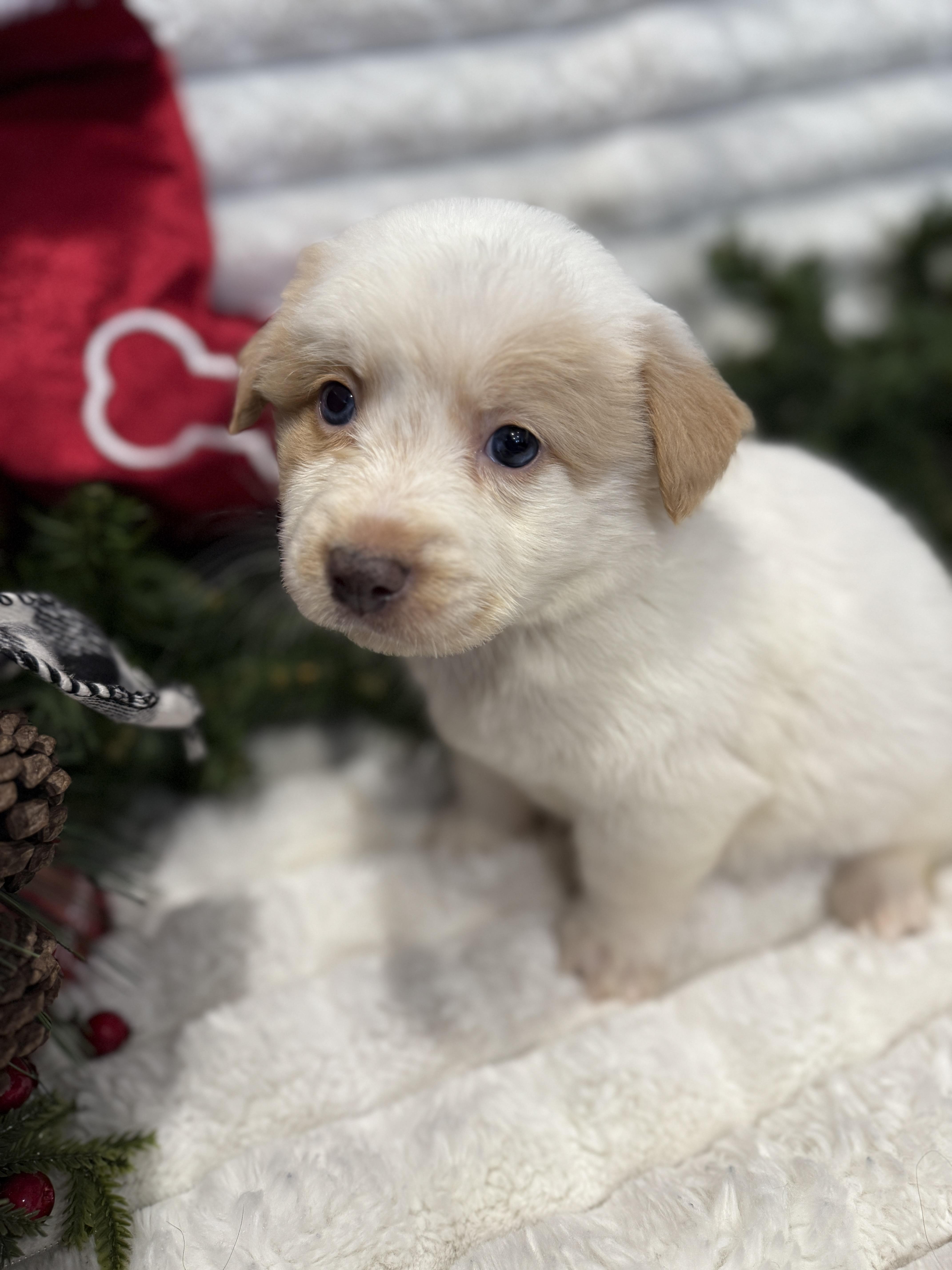 Snowball thumbnail 4