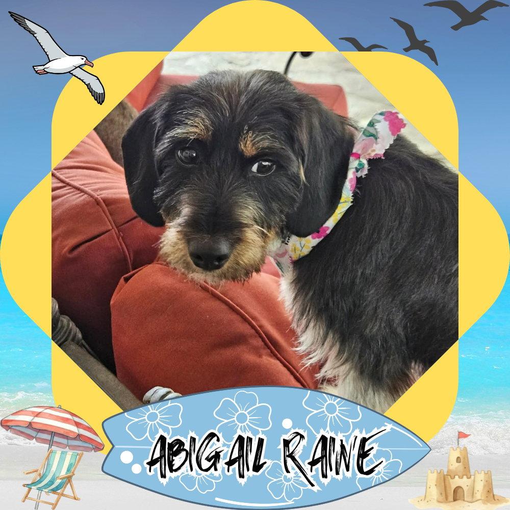Abigail Raine, Adoptable, Adult Female Dachshund.