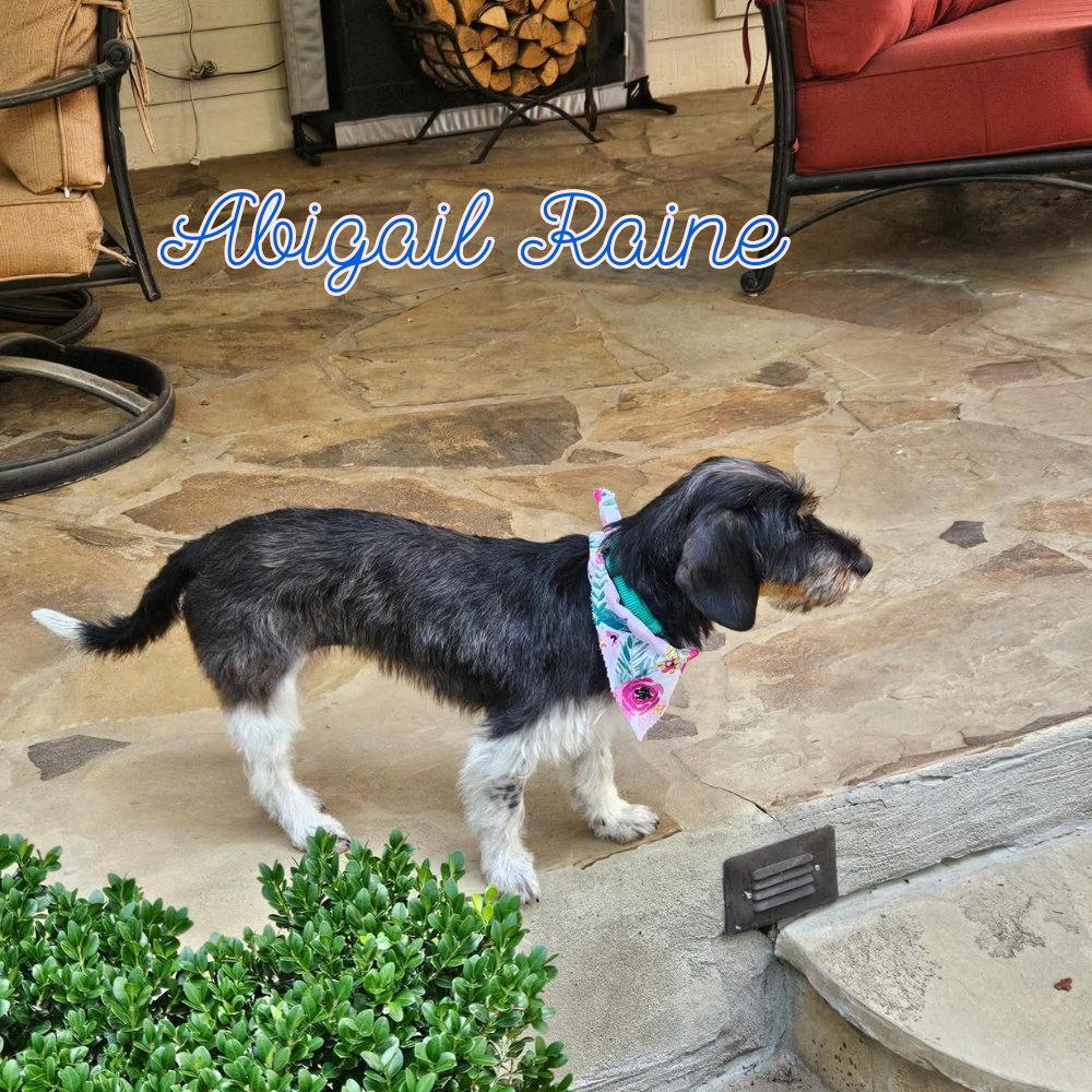 Abigail Raine, a Adoptable Dachshund in San Antonio, TX image 2/3