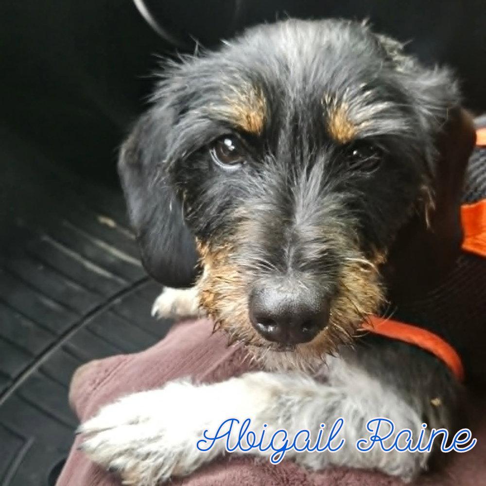Abigail Raine, a Adoptable Dachshund in San Antonio, TX image 3/3