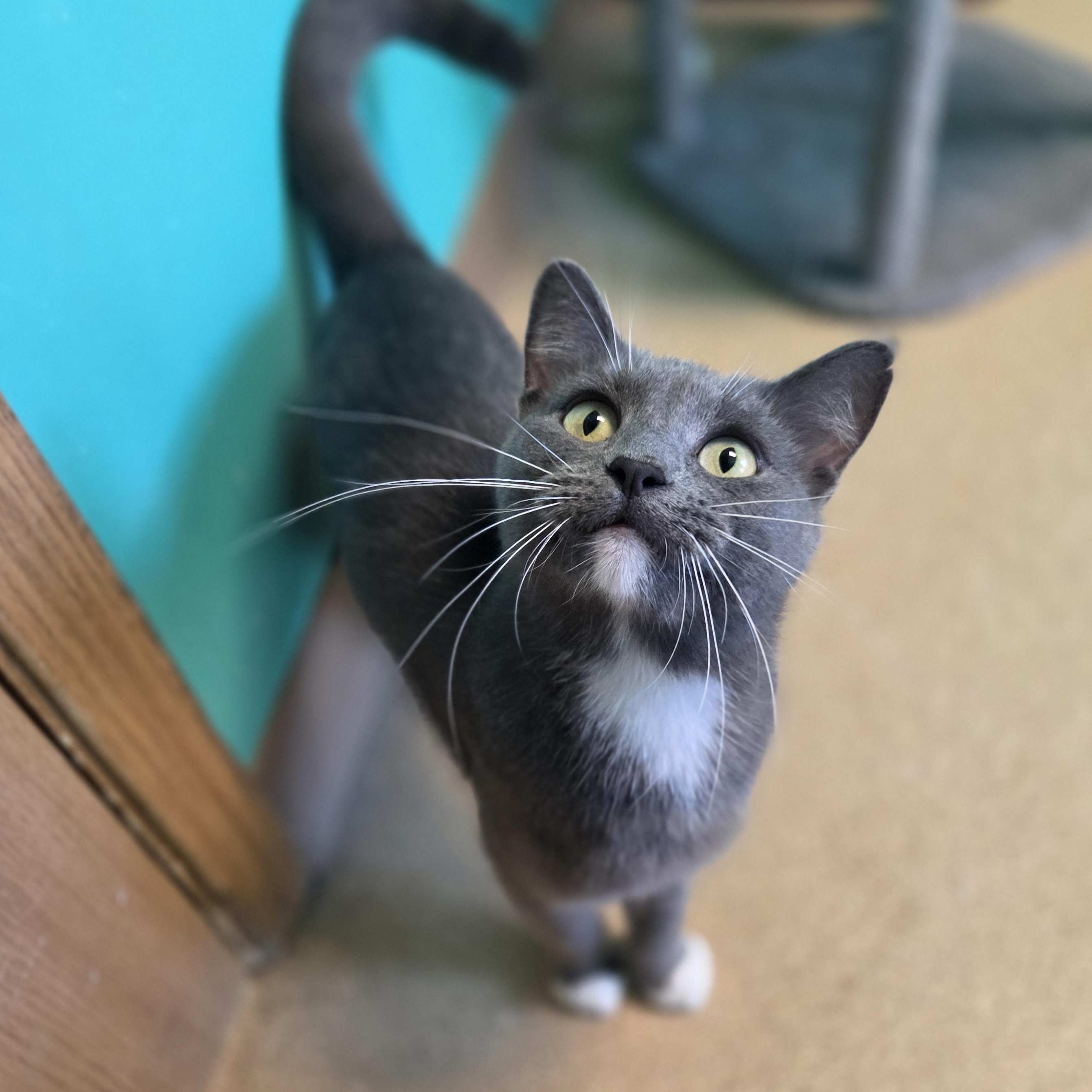 Sephora, Adopted, Adult Female Domestic Short Hair.