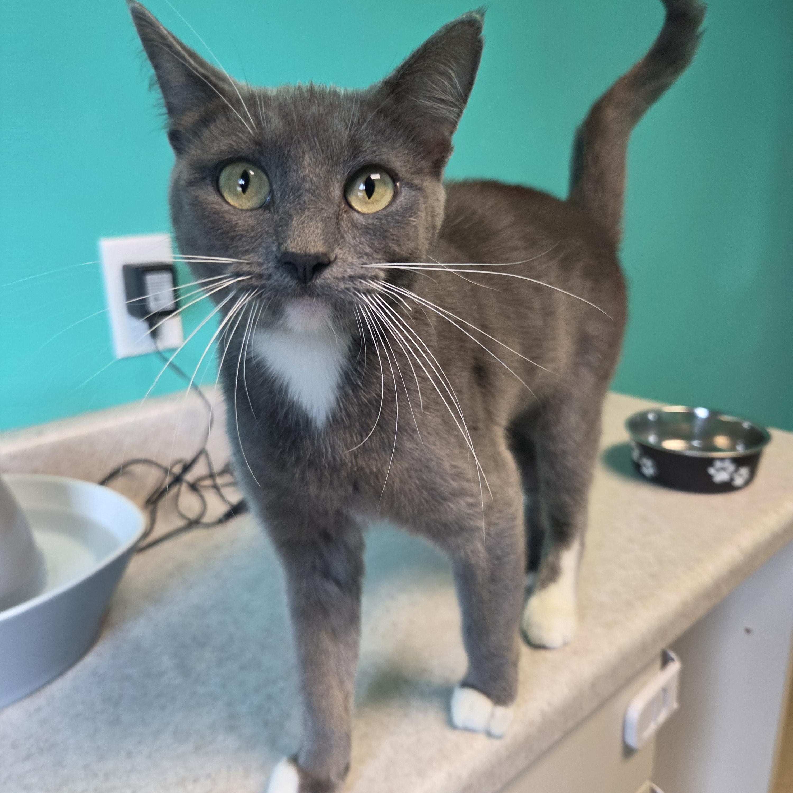 Enlarge Sephora, a Adopted Domestic Short Hair in Brookings, SD image 2/2