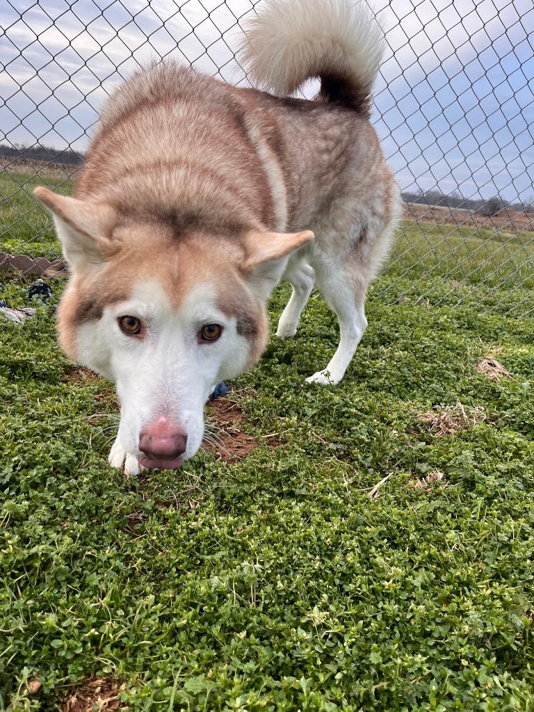 Clyde, Adoptable, Adult Male Husky.