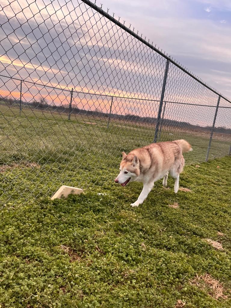 Enlarge Clyde, a Adoptable Husky in Hopkinsville, KY image 3/5