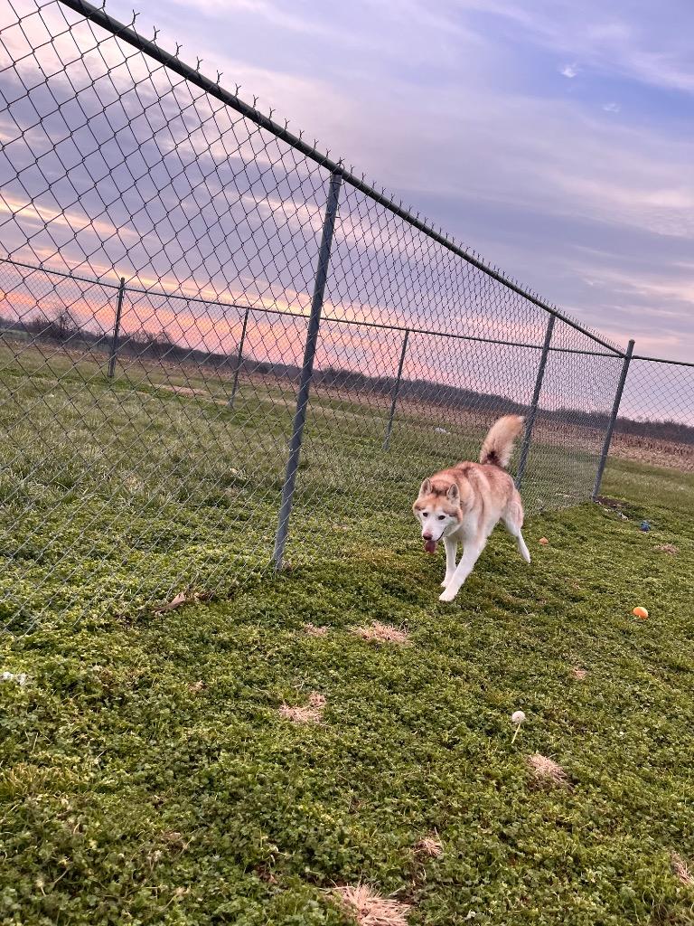 Enlarge Clyde, a Adoptable Husky in Hopkinsville, KY image 4/5