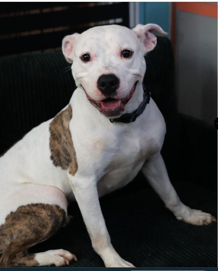 Ruby, Adoptable, Young Female Labrador Retriever & American Staffordshire Terrier.