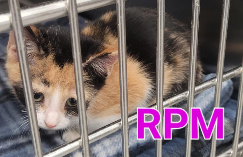 Enlarge RPM ( KitKat), a Adoptable mixed breed in Republic, MO image 1/2