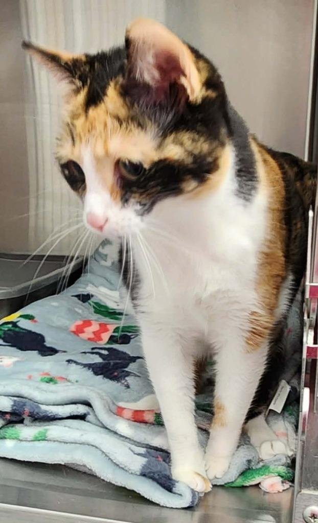 Enlarge RPM ( KitKat), a Adoptable mixed breed in Republic, MO image 2/2