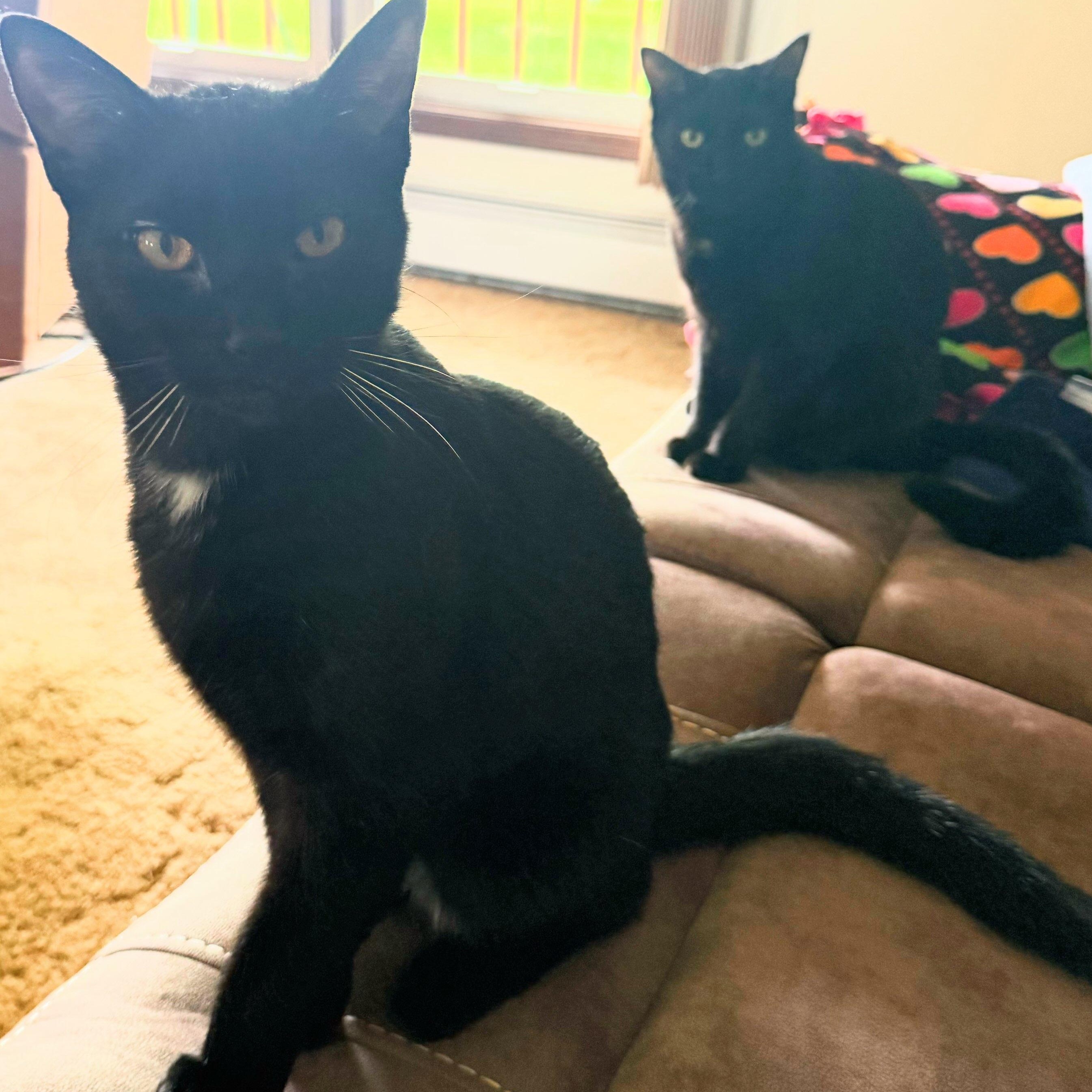 Enlarge LeBron - Bonded w/Jordan, a ADOPTABLE Domestic Short Hair in Rockford, MI image 4/6