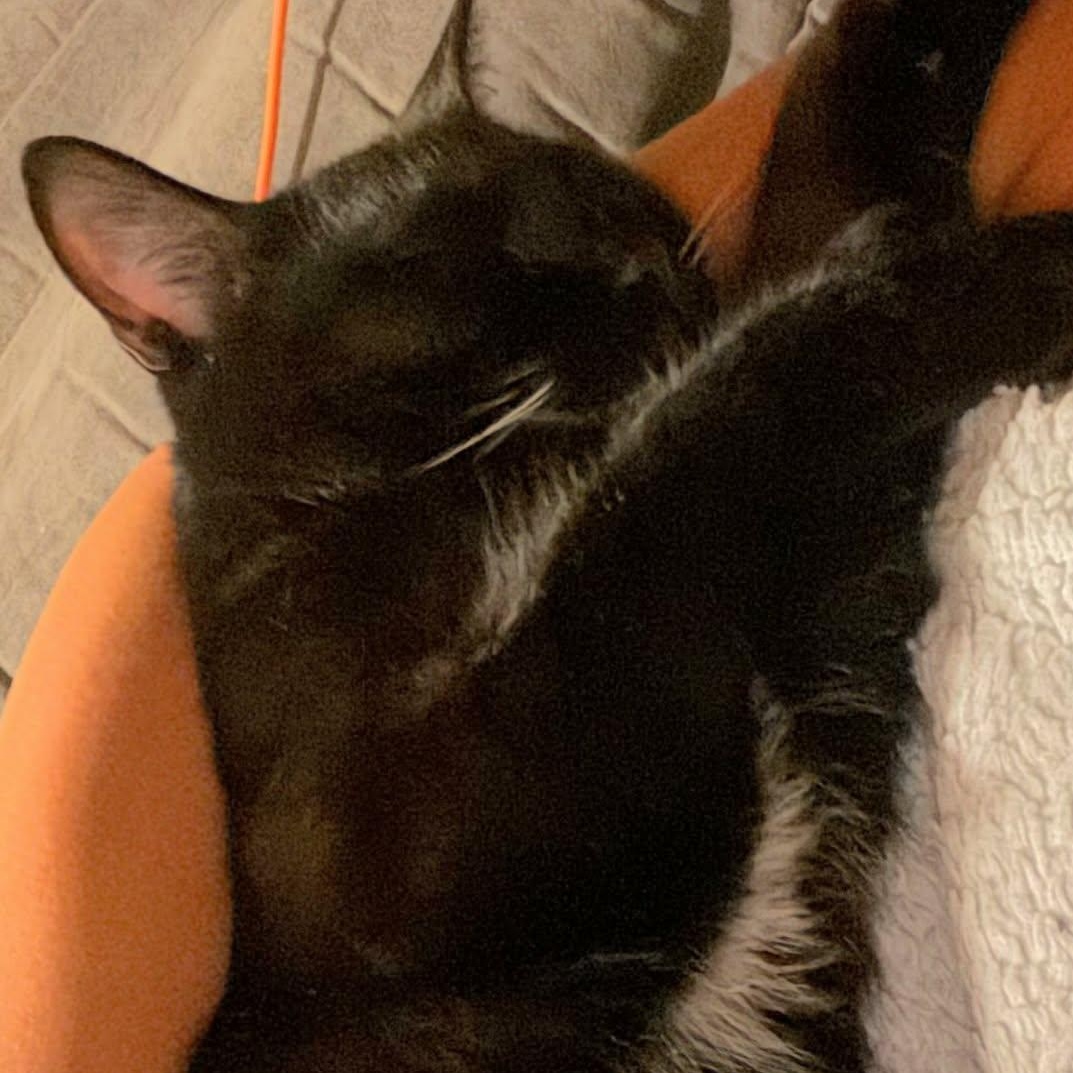 Enlarge LeBron - Bonded w/Jordan, a ADOPTABLE Domestic Short Hair in Rockford, MI image 2/6