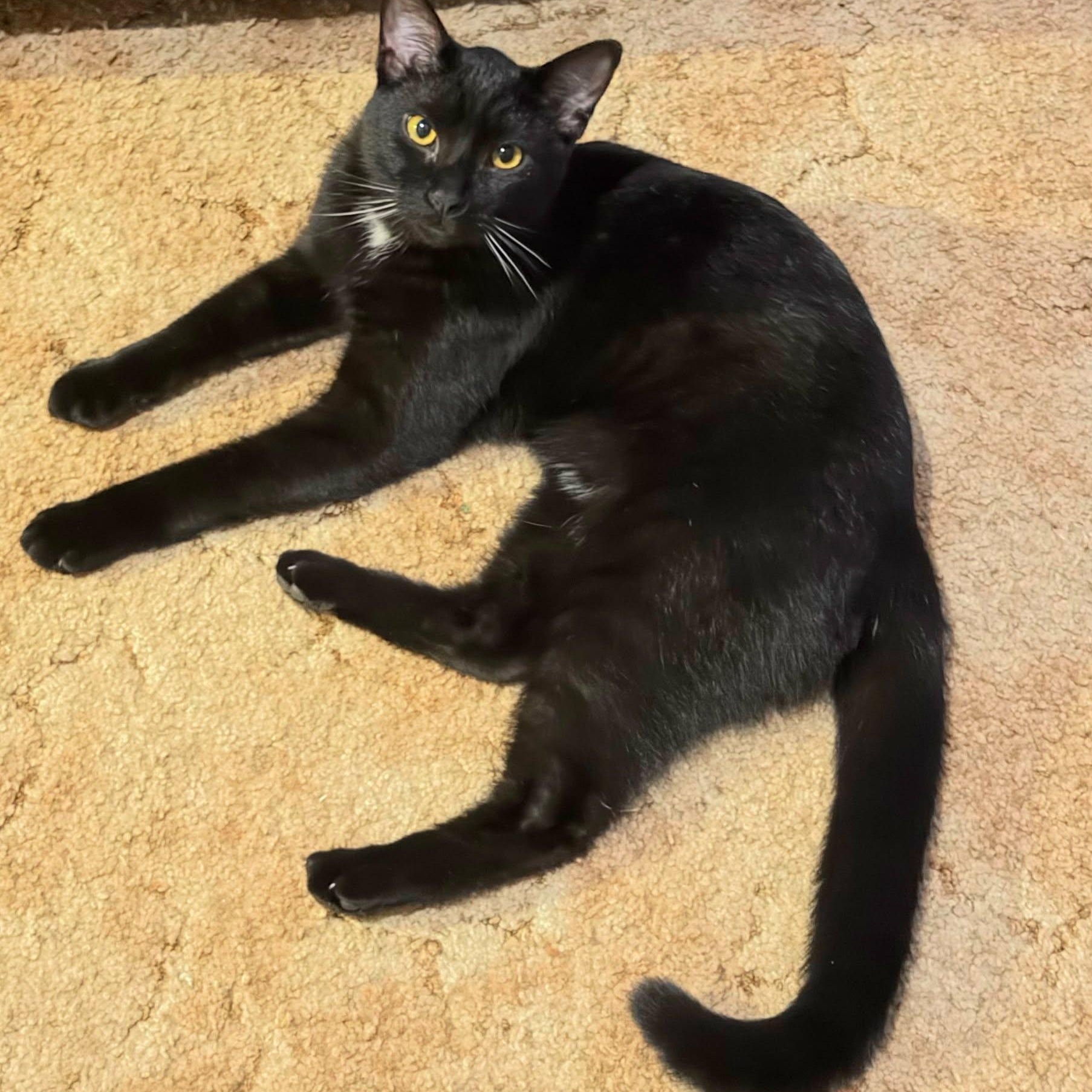 LeBron - Bonded w/Jordan, adoptable, Young Male Domestic Short Hair.
