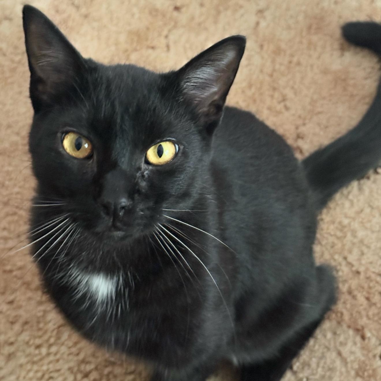 LeBron - Bonded w/Jordan, ADOPTABLE, Young Male Domestic Short Hair.