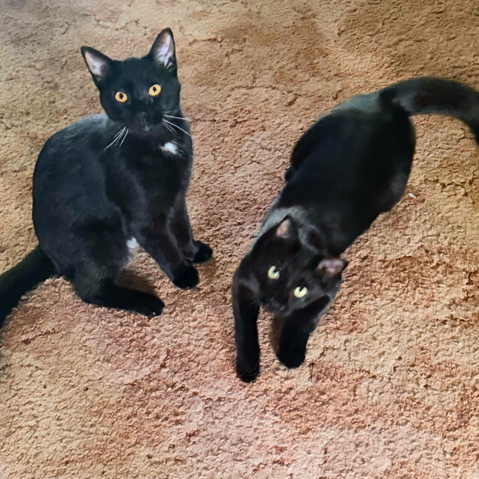 Enlarge LeBron - Bonded w/Jordan, a ADOPTABLE Domestic Short Hair in Rockford, MI image 5/6