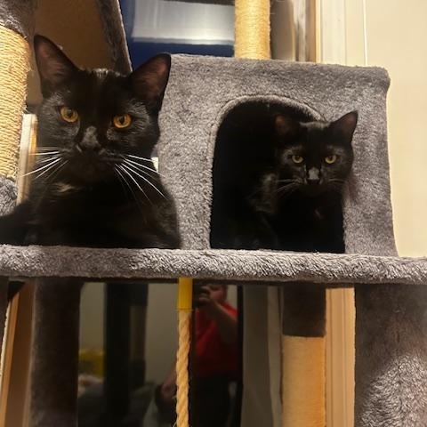 LeBron - Bonded w/Jordan, an adoptable Domestic Short Hair in Rockford, MI image 6/6