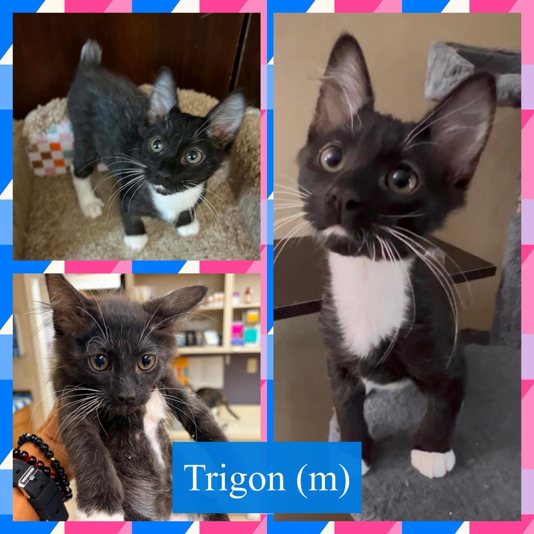 Trigon, ADOPTABLE, Kitten Male Domestic Short Hair.