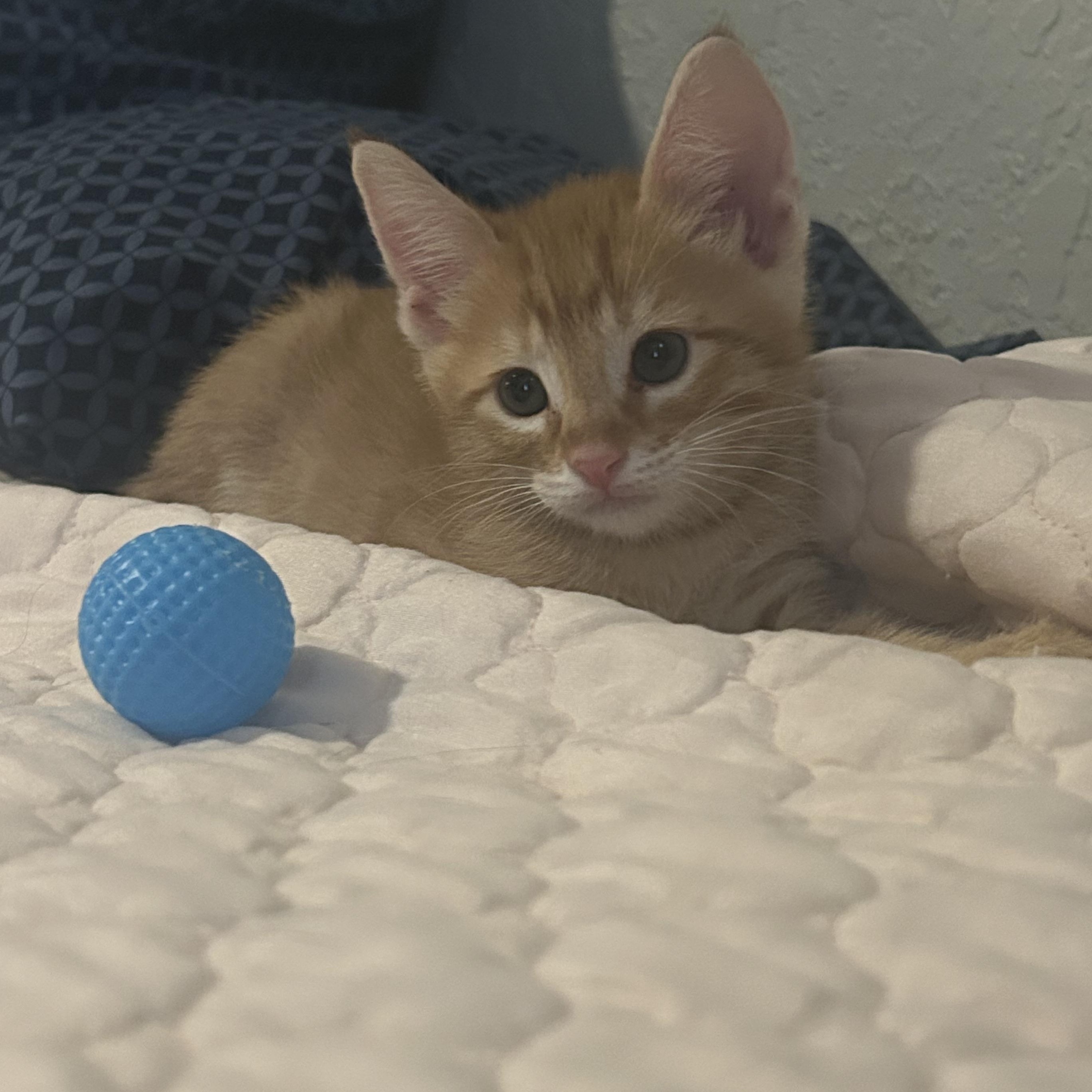 Darwin, a ADOPTABLE Domestic Short Hair in Tulsa, OK image 6/6