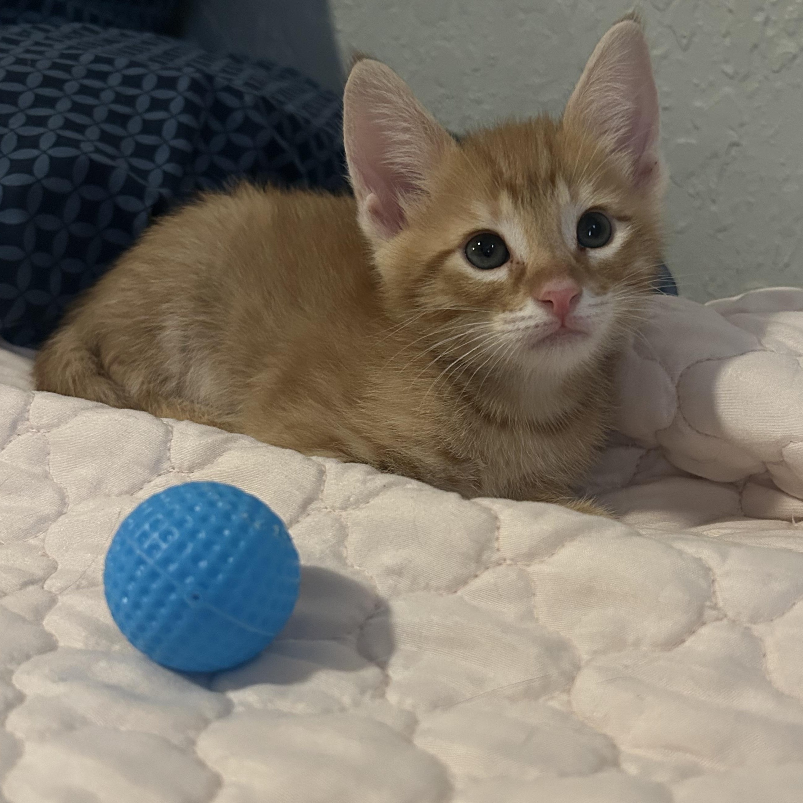 Darwin, a ADOPTABLE Domestic Short Hair in Tulsa, OK image 3/6