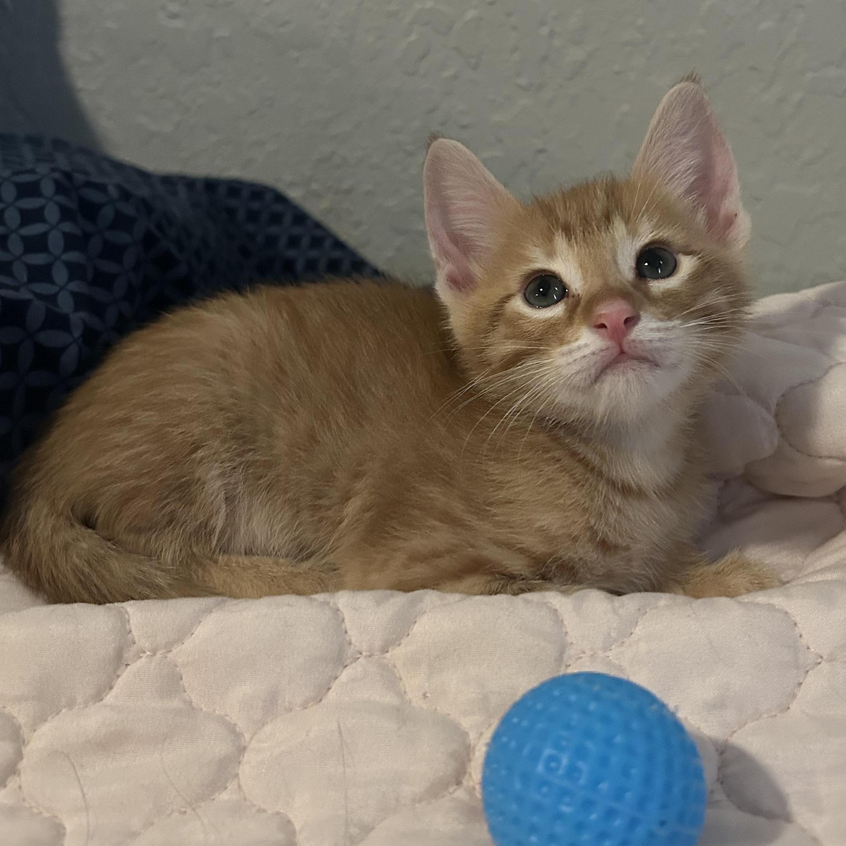 Darwin, a ADOPTABLE Domestic Short Hair in Tulsa, OK image 4/6