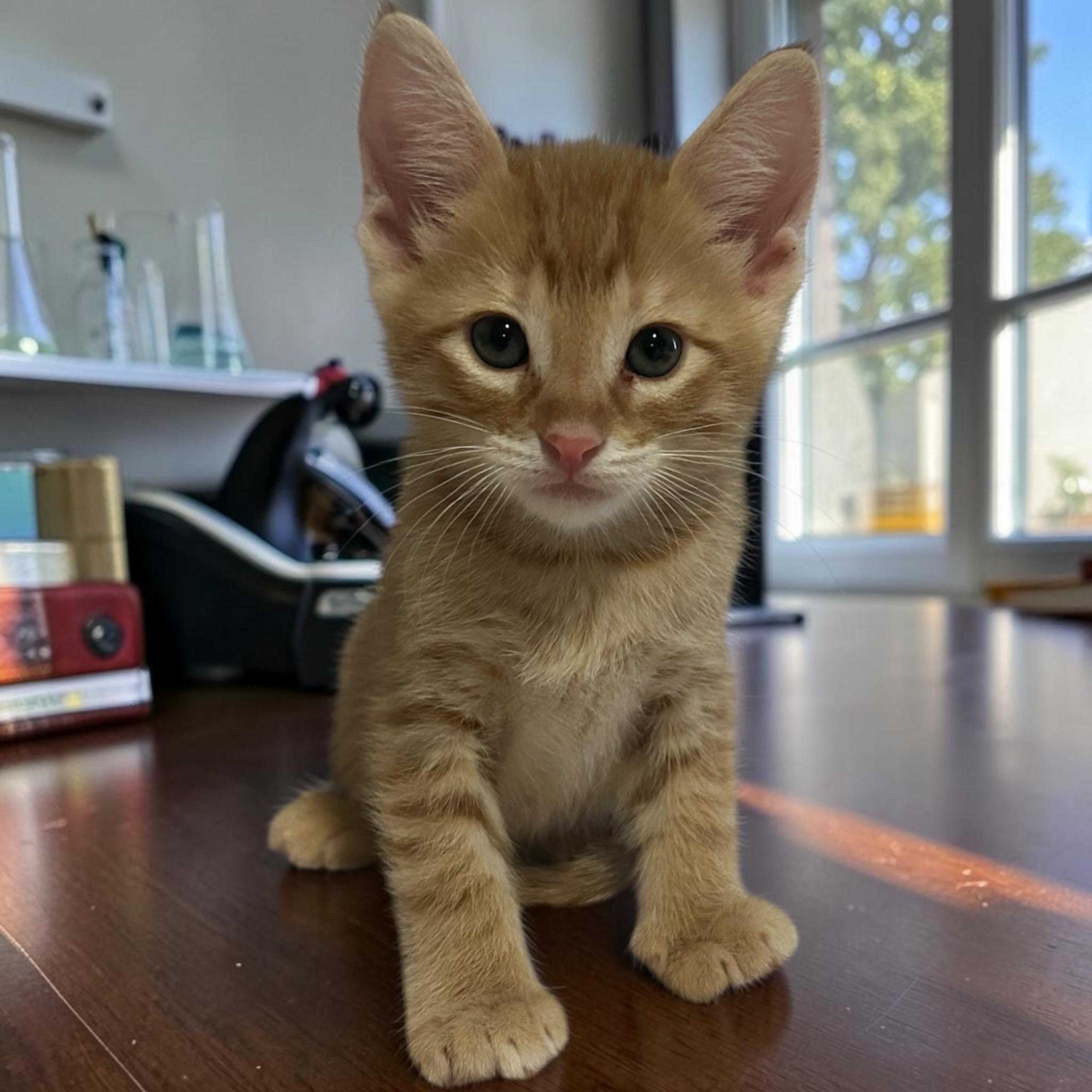 Darwin, ADOPTABLE, Kitten Male Domestic Short Hair.