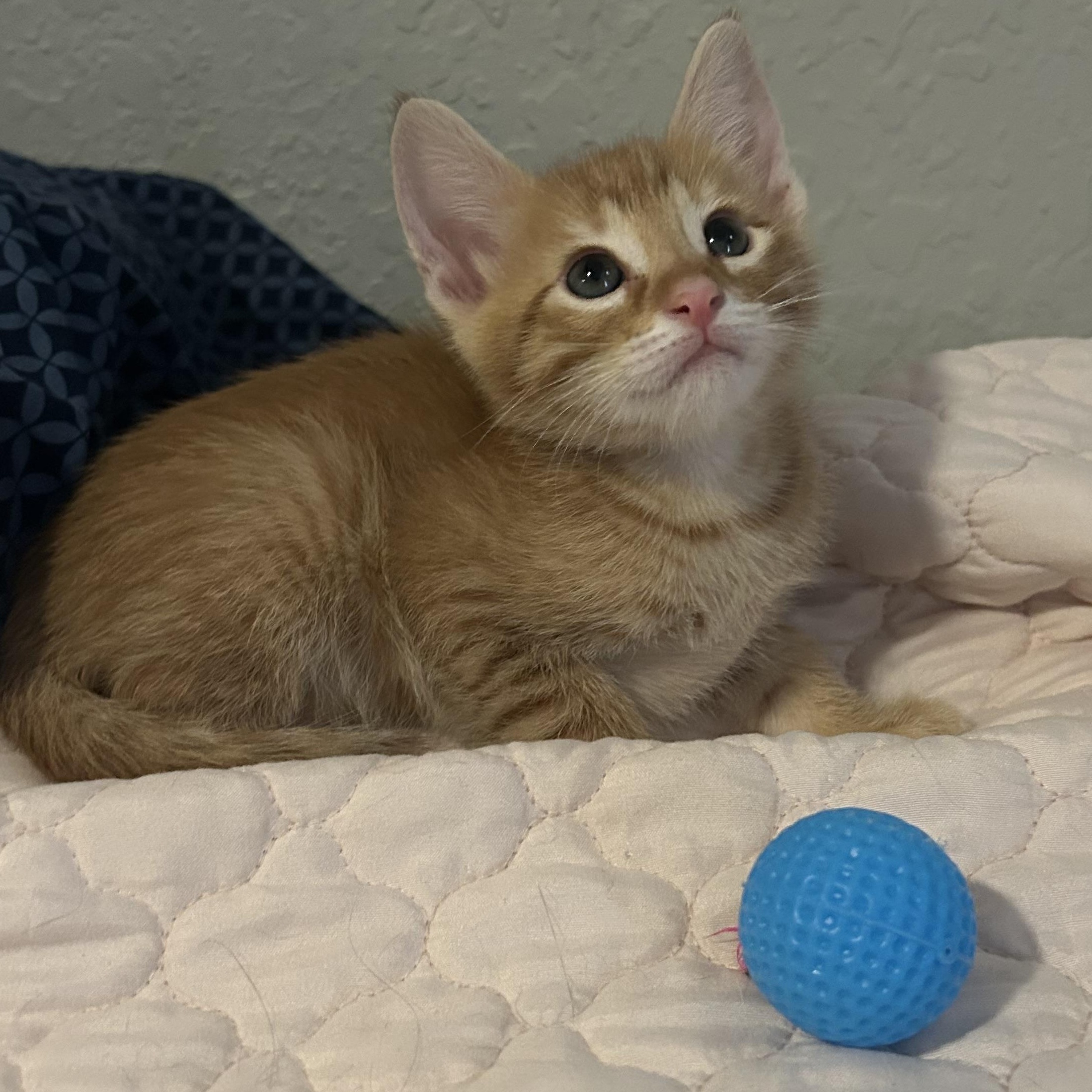 Darwin, a ADOPTABLE Domestic Short Hair in Tulsa, OK image 2/6