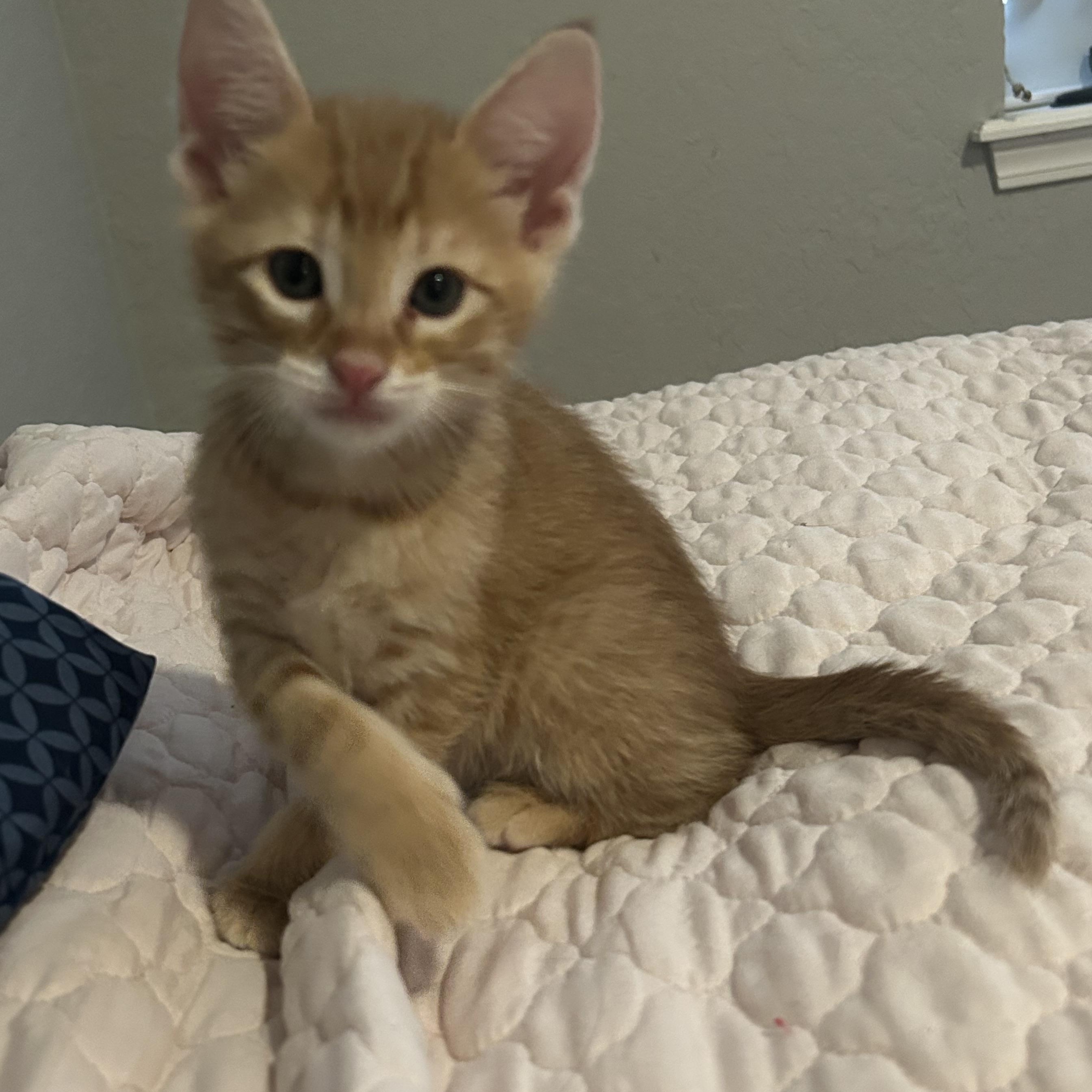 Darwin, a ADOPTABLE Domestic Short Hair in Tulsa, OK image 5/6