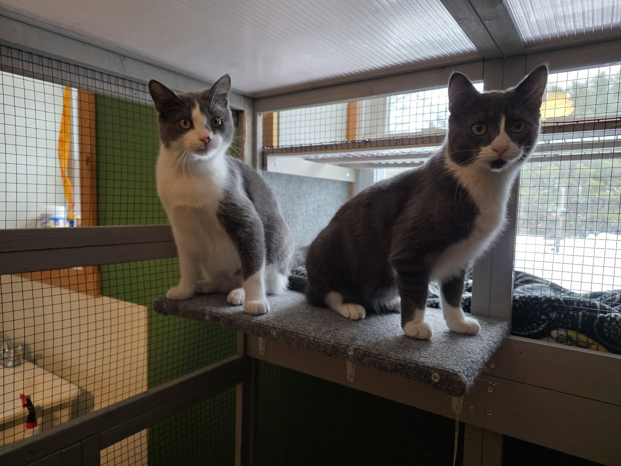 Enlarge Larry and Lance , an adopted American Shorthair in Eagle Bridge, NY image 6/6