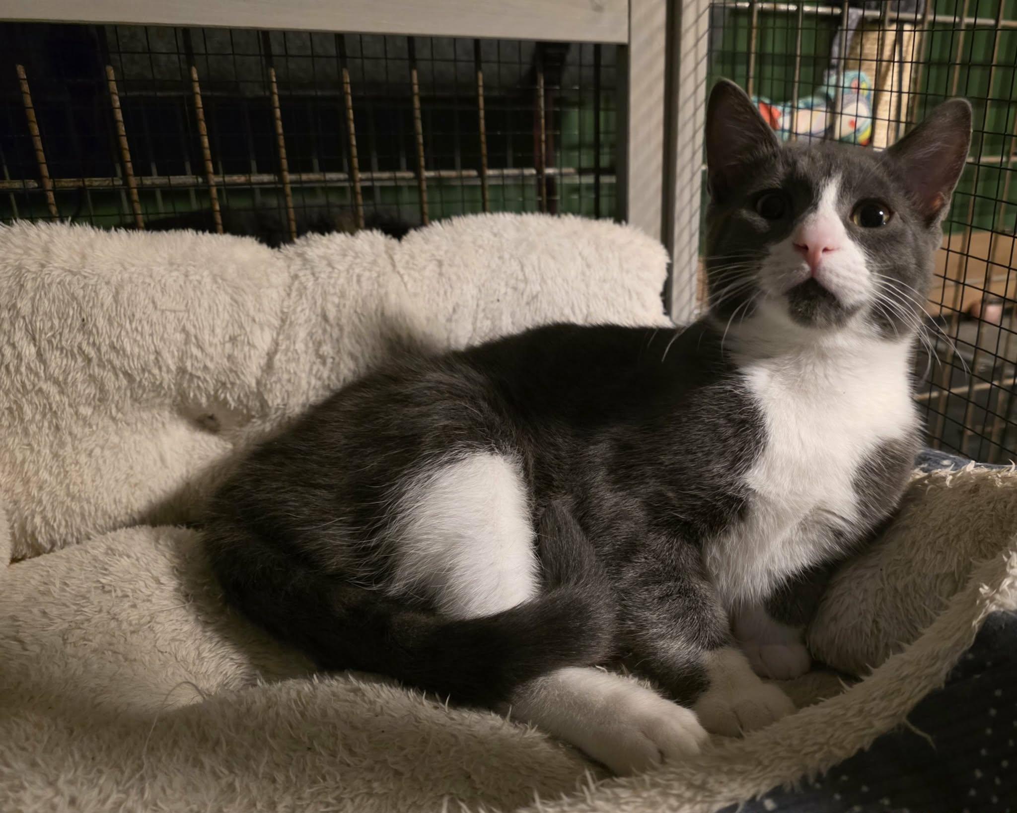 Larry and Lance , a ADOPTABLE American Shorthair in Eagle Bridge, NY image 4/5