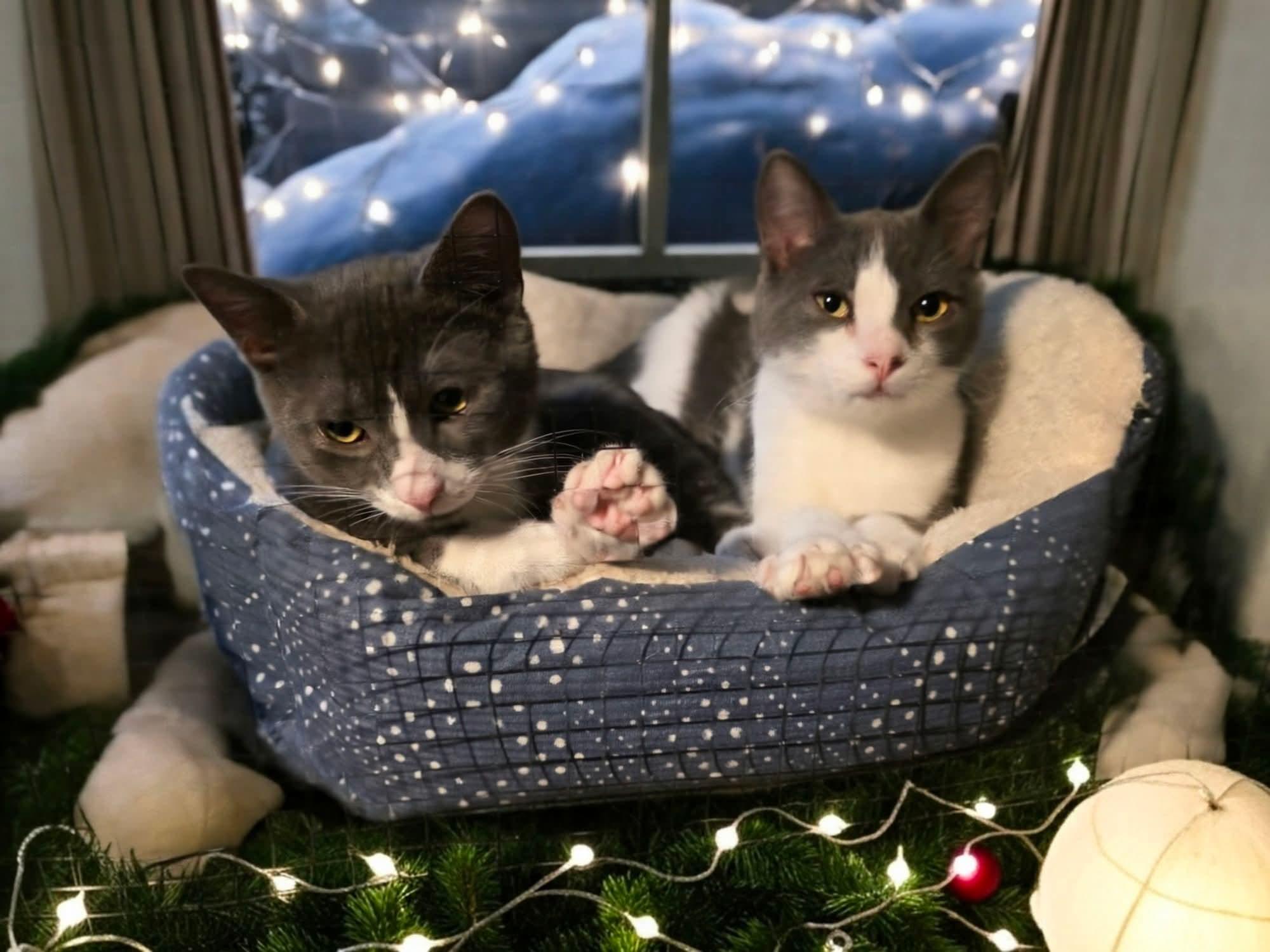 Larry and Lance , a ADOPTABLE American Shorthair in Eagle Bridge, NY image 1/5