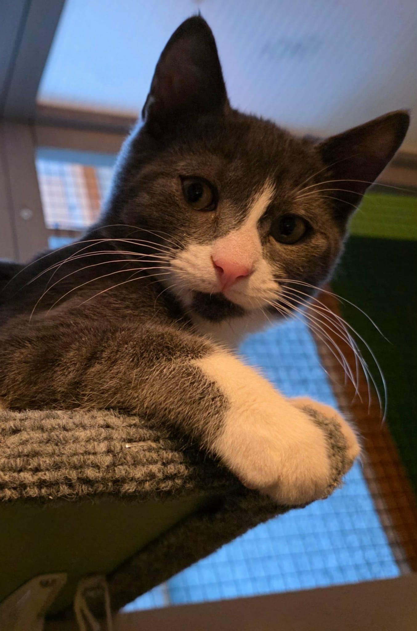 Larry and Lance , a ADOPTABLE American Shorthair in Eagle Bridge, NY image 2/5