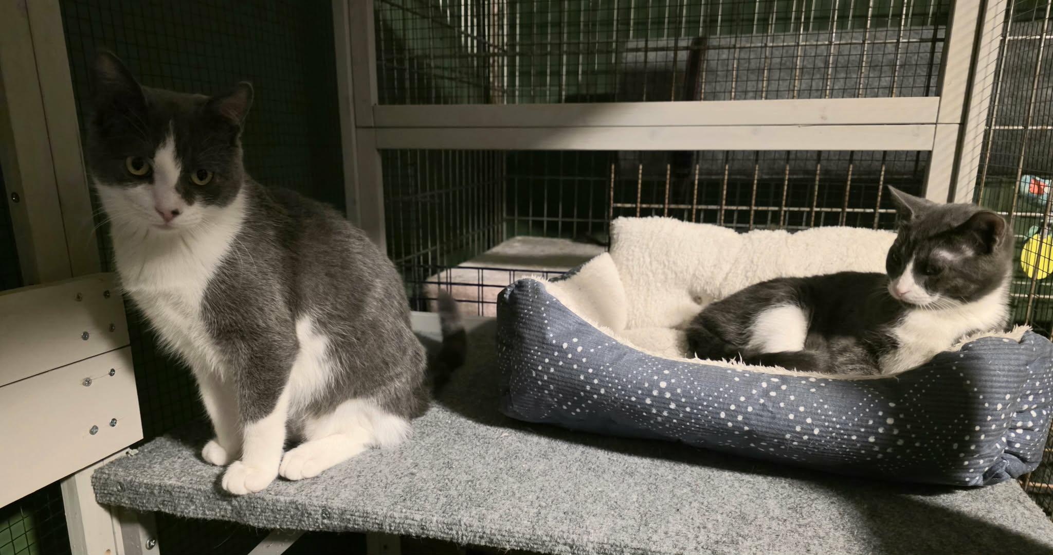 Larry and Lance , a ADOPTABLE American Shorthair in Eagle Bridge, NY image 5/5