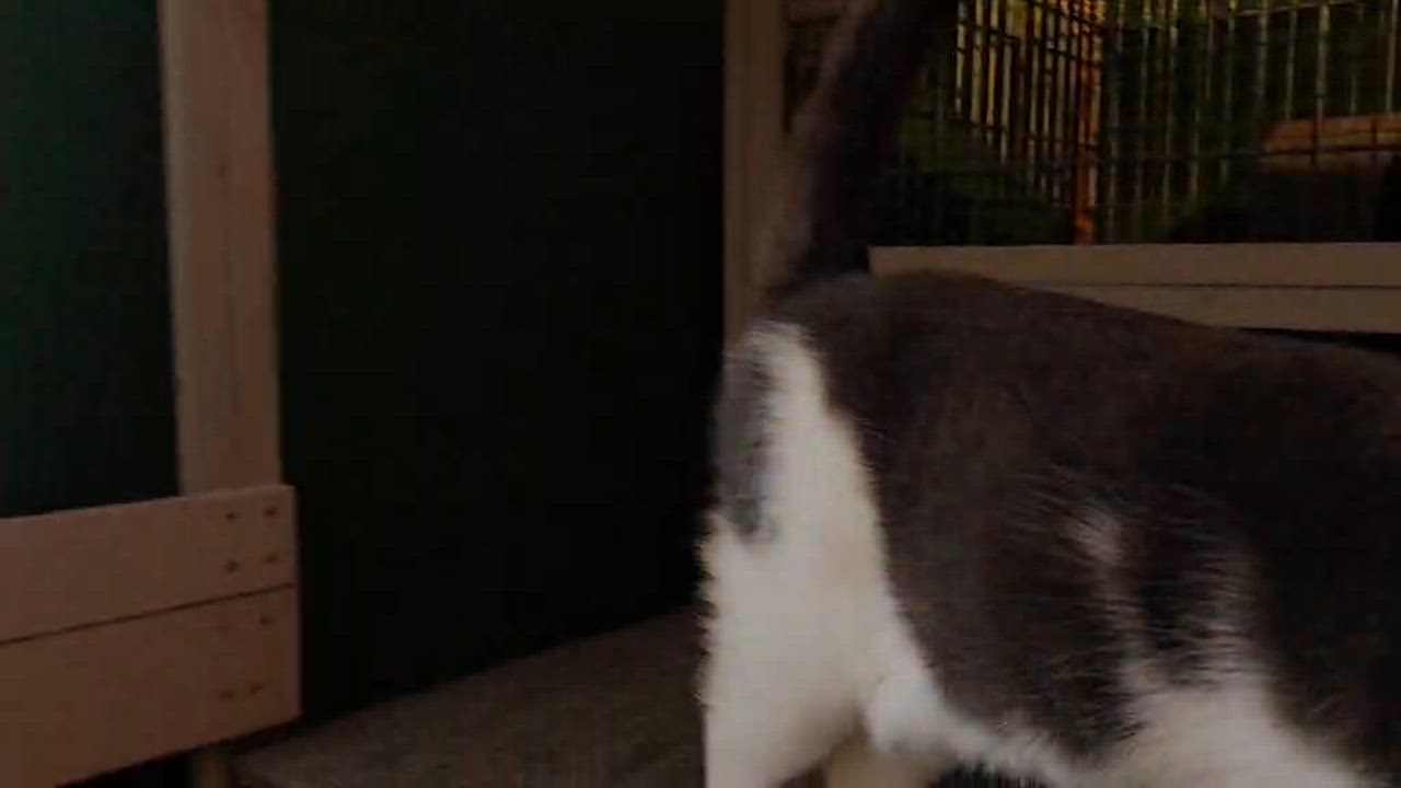 Enlarge Larry and Lance , an adopted American Shorthair in Eagle Bridge, NY video 5/6