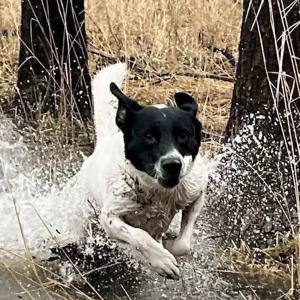 Oreo, a Adoptable mixed breed in Joliet, IL image 1/6