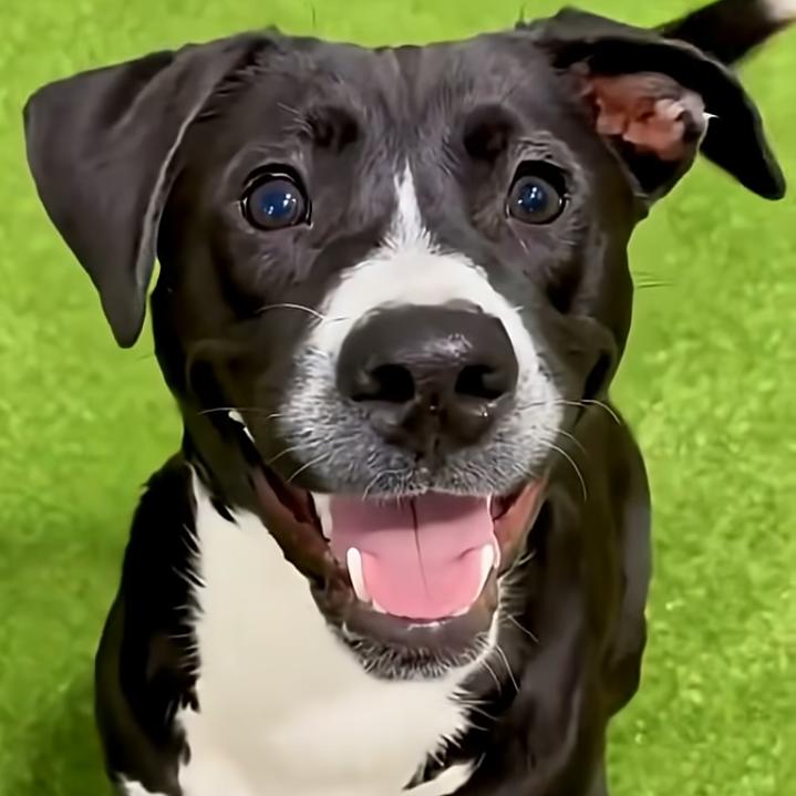 Oreo, a Adoptable mixed breed in Joliet, IL image 3/6