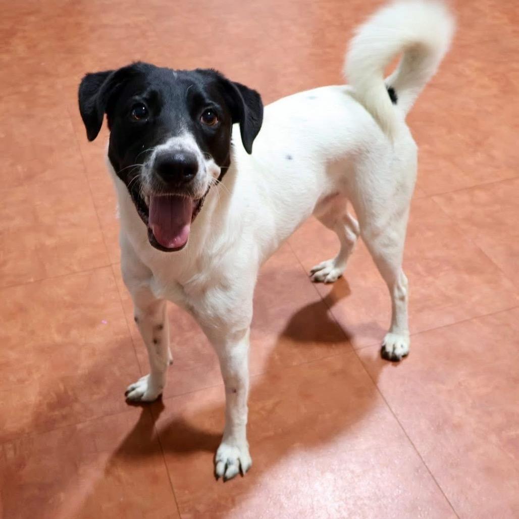 Oreo, a Adoptable mixed breed in Joliet, IL image 4/6