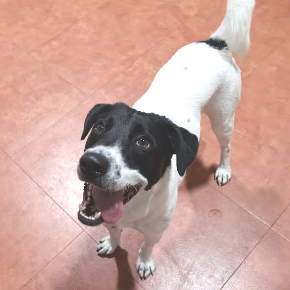 Oreo, a Adoptable mixed breed in Joliet, IL image 5/6