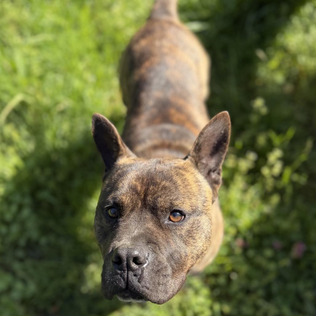 Bear, Adoptable, Adult Male American Staffordshire Terrier & Mixed Breed.