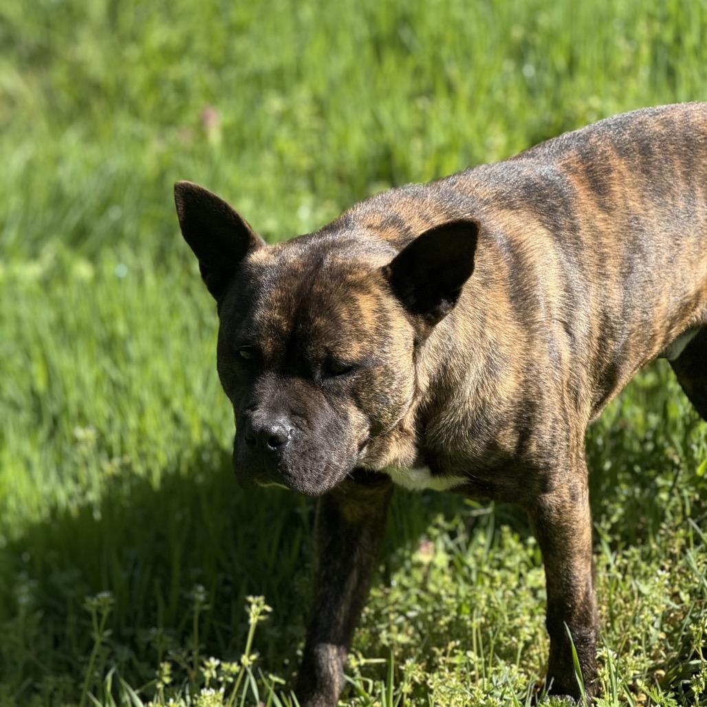 Enlarge Bear, a Adoptable mixed breed in Salem, OR image 2/4