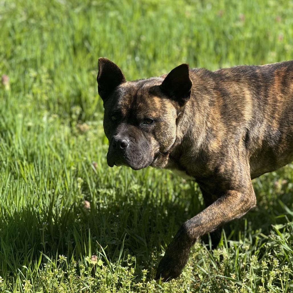 Enlarge Bear, a Adoptable mixed breed in Salem, OR image 3/4