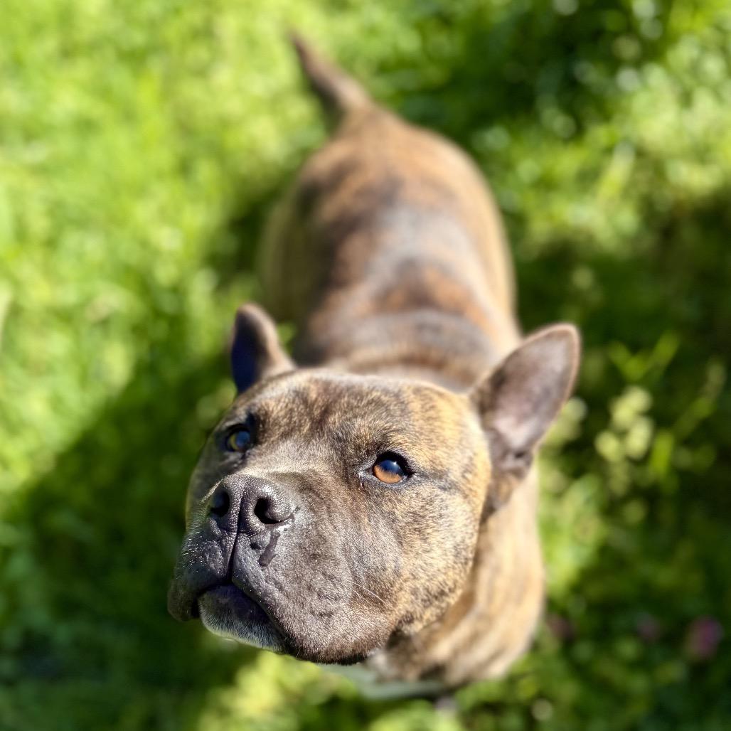 Enlarge Bear, a Adoptable mixed breed in Salem, OR image 4/4