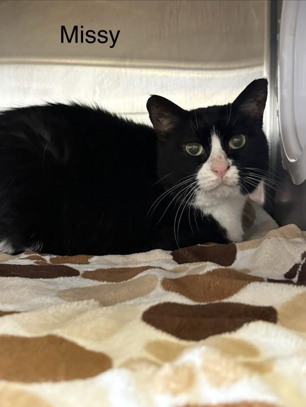 Enlarge Missy, a Adoptable mixed breed in Knoxville, TN image 1/1