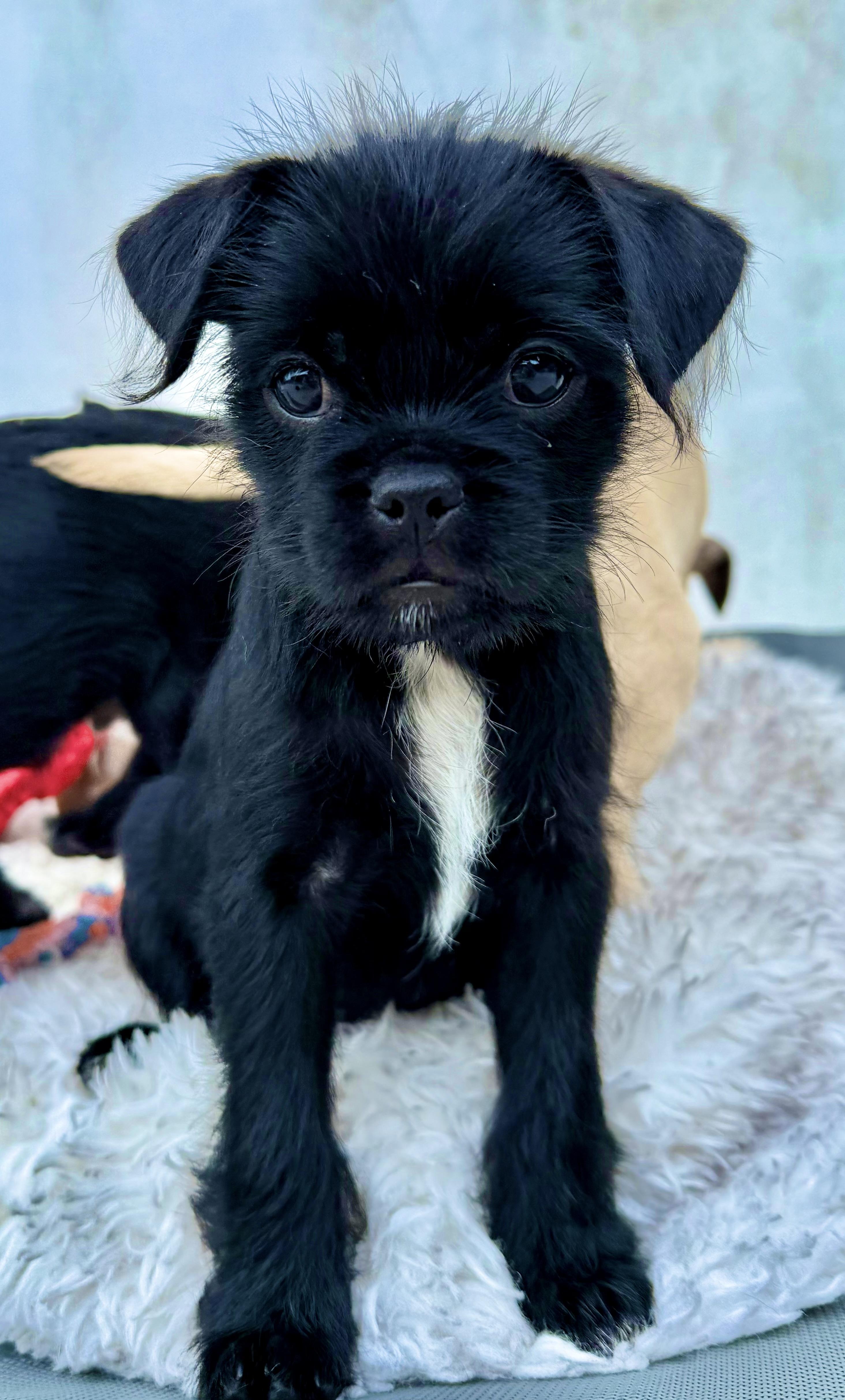 Enlarge Angel, an adopted mixed breed in Los Angeles, CA image 5/6