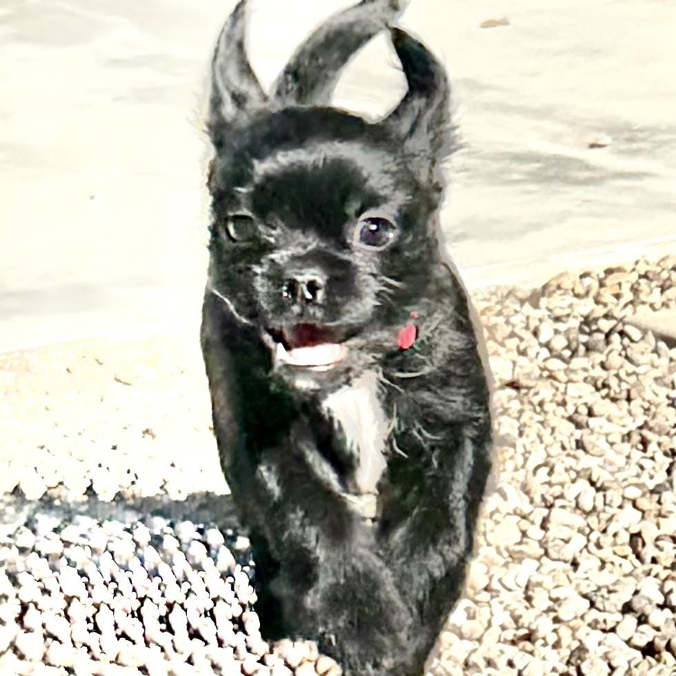 Enlarge Angel, an adopted mixed breed in Los Angeles, CA image 2/6