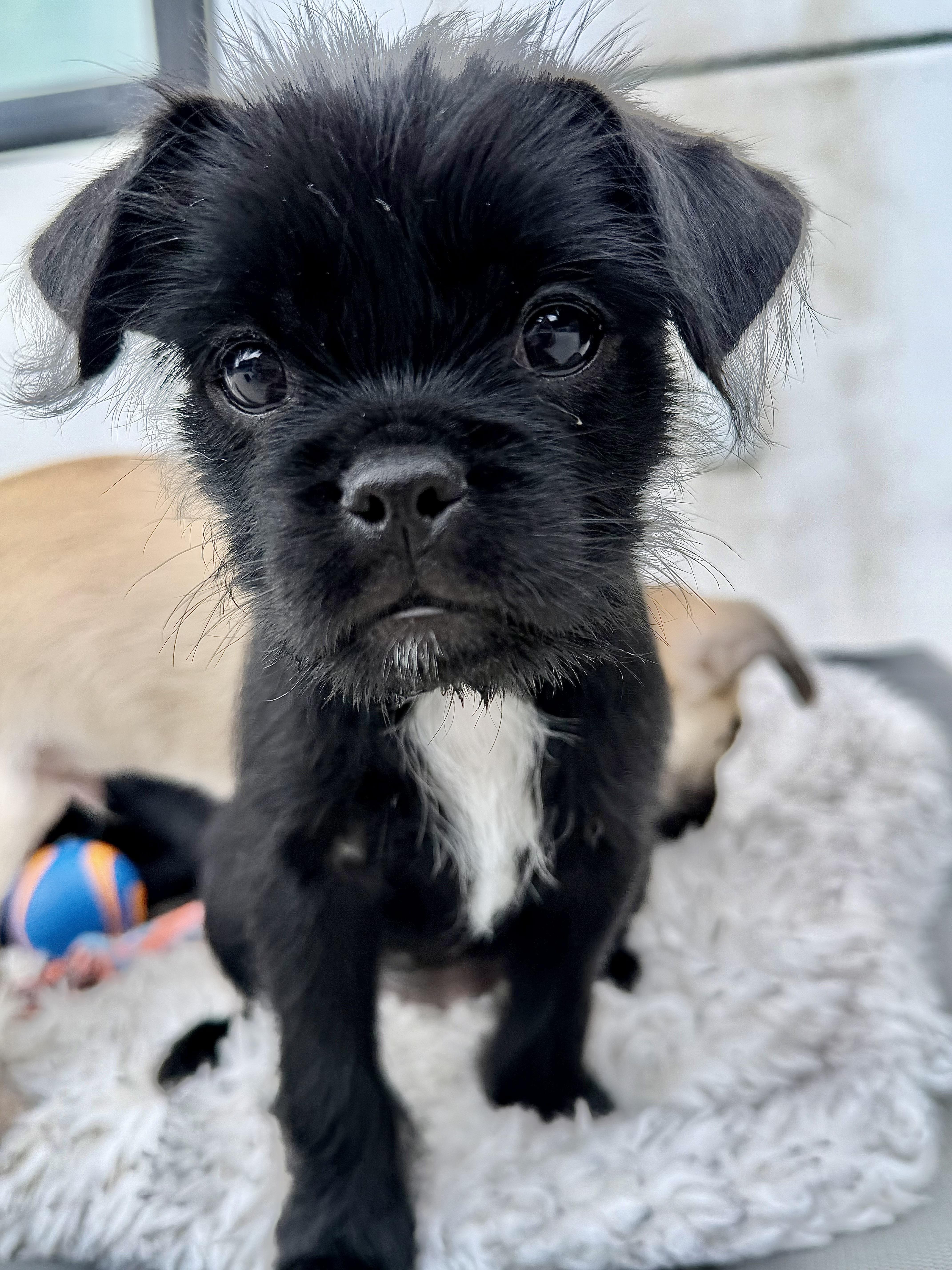 Enlarge Angel, an adopted mixed breed in Los Angeles, CA image 4/6