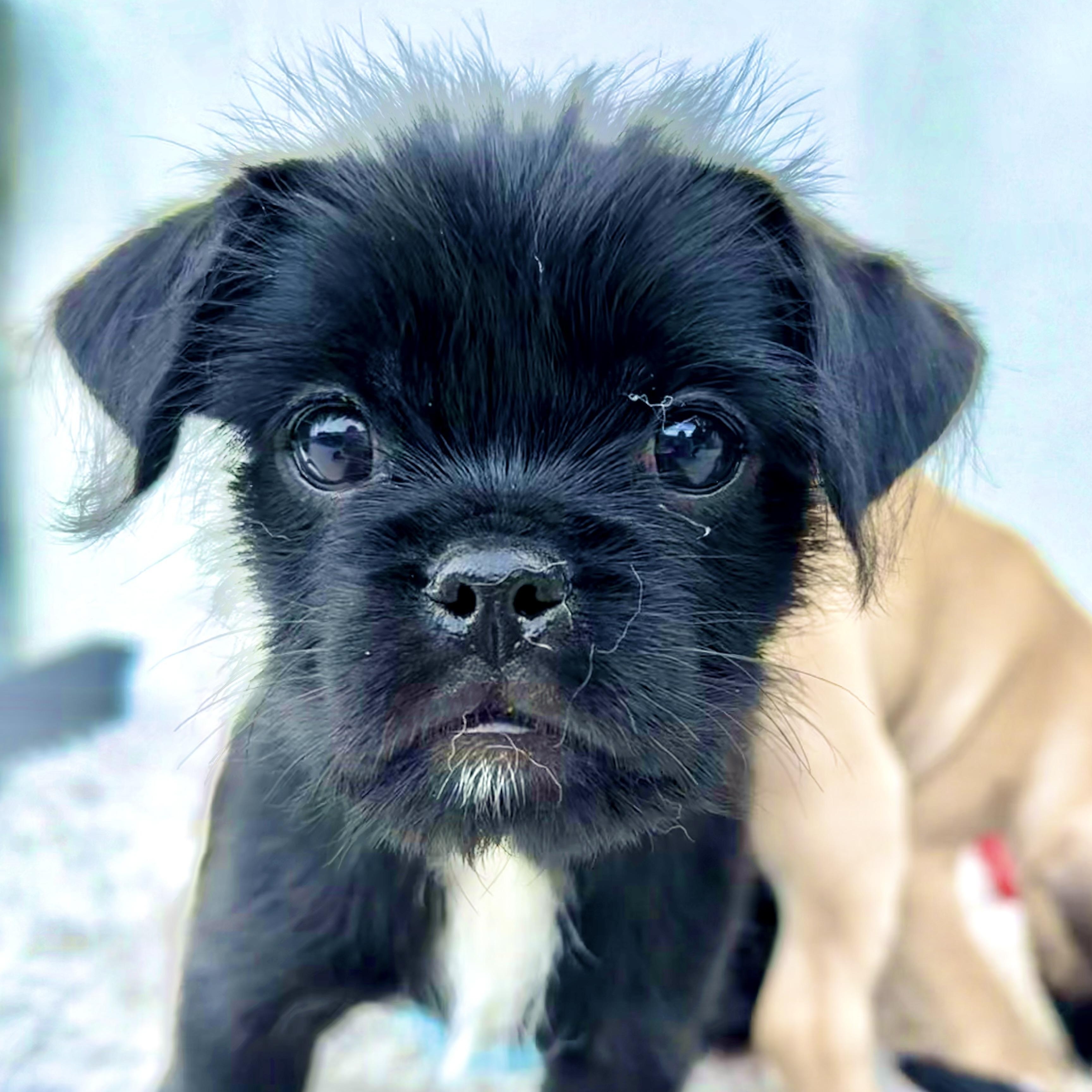 Enlarge Angel, an adopted mixed breed in Los Angeles, CA image 1/6