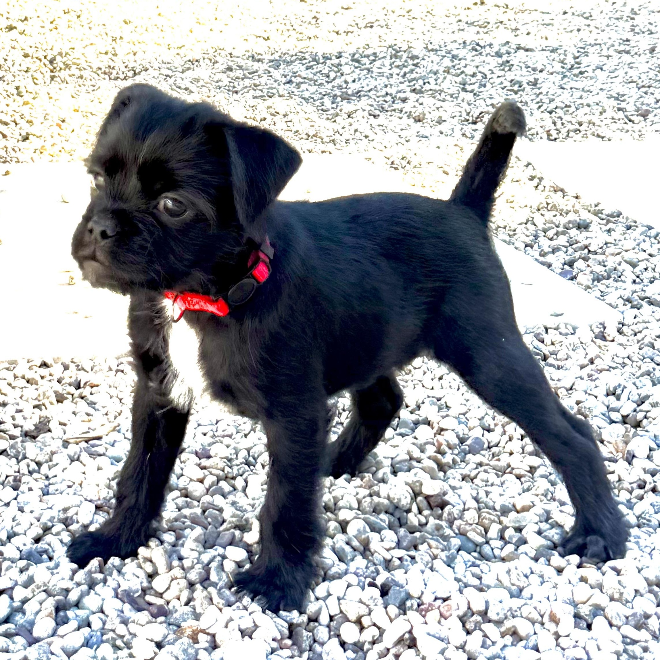 Enlarge Angel, an adopted mixed breed in Los Angeles, CA image 3/6
