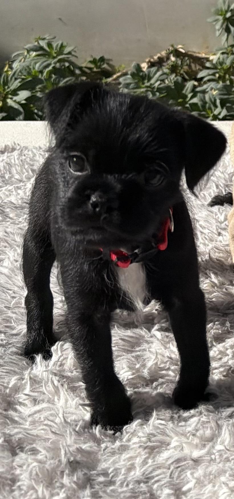 Enlarge Angel, an adopted mixed breed in Los Angeles, CA image 6/6