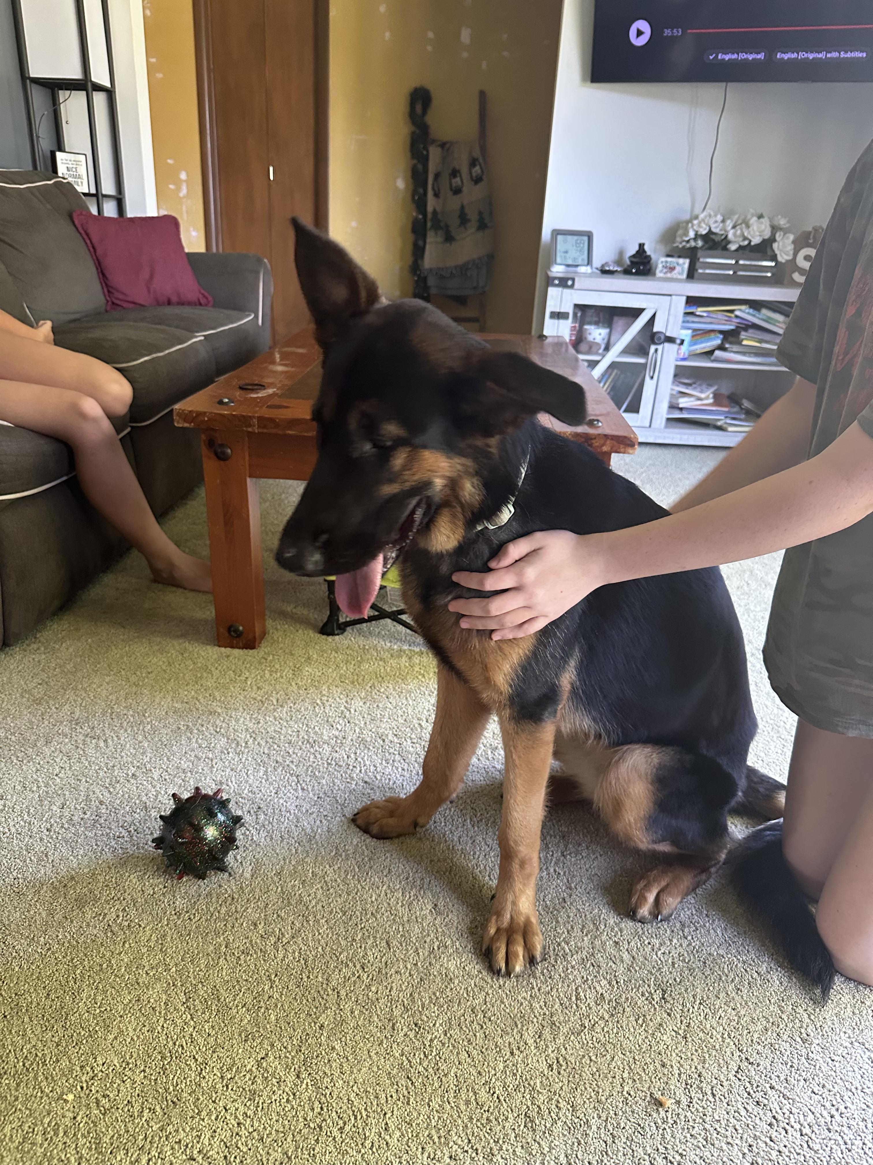 Enlarge Slim, a Adopted mixed breed in Fredonia, WI image 1/1