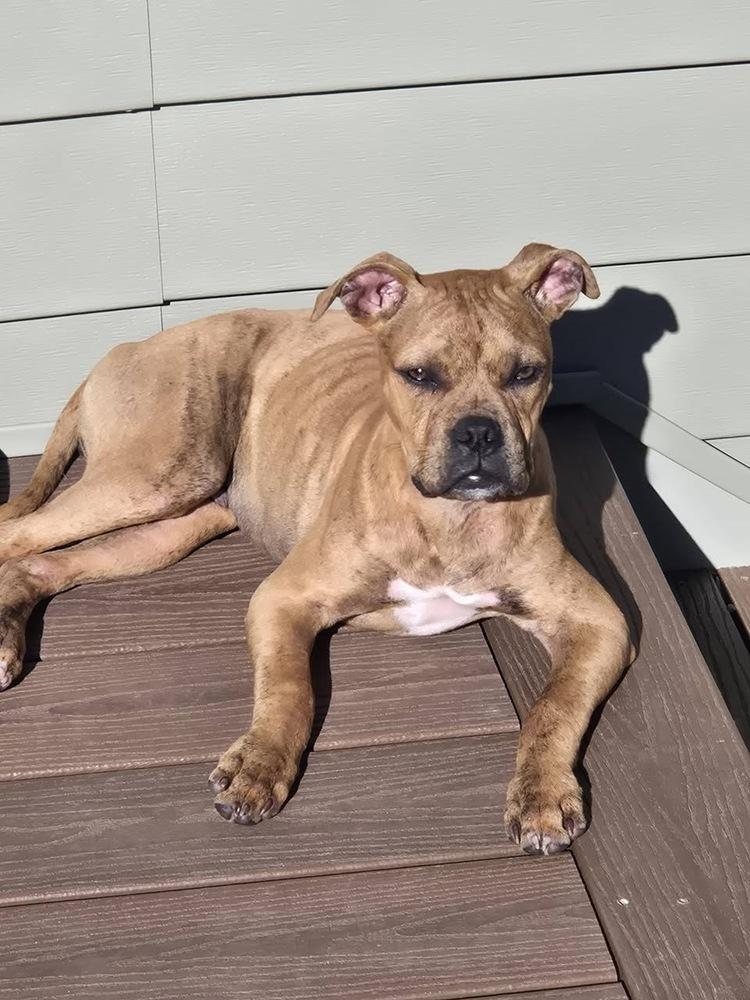 Enlarge Potato, a Adoptable mixed breed in Colorado Springs, CO image 1/4